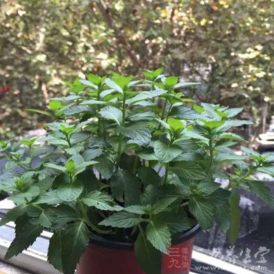 肝火旺盛怎么办 去肝火这样做才有效(3)