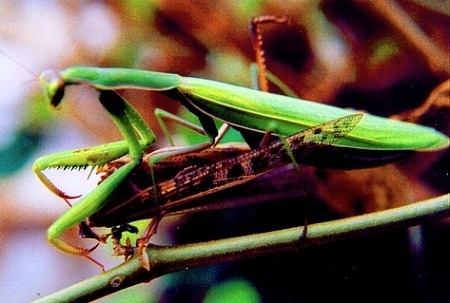 动物交配真煞人!蜜蜂做爱睾丸会爆炸(10)