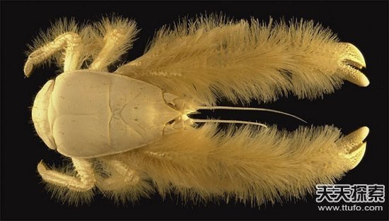 吓死人的30种最恐怖动物(16)