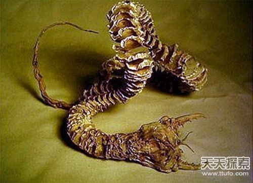 吓死人的30种最恐怖动物(18)