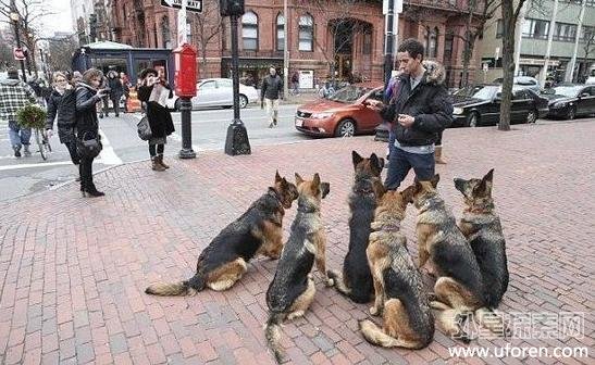 早在2013年,augusto将自己在海恩尼斯镇一个安静街道上遛5只没栓狗