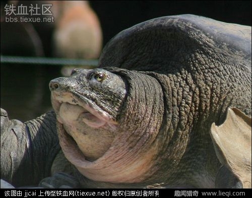 340斤百年老鳖死亡(4)