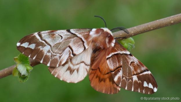 神奇雌雄合体动物:鸡同时长有睾丸和卵巢(2)