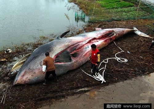 广州水库惊现140年巨型吃人怪鱼(7)