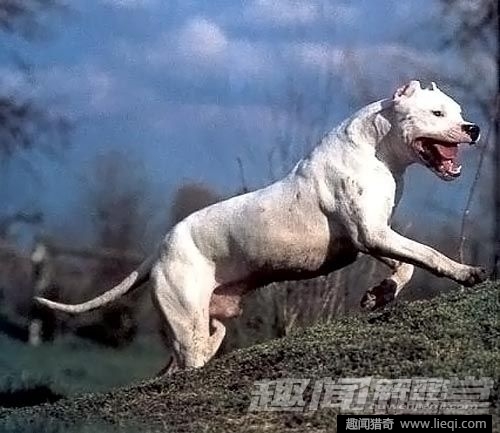 奇趣动物:盘点世界十大最凶猛的犬类
