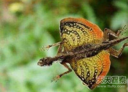30种你绝对没见过的奇异动物 让人毛骨悚然