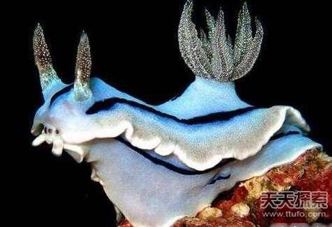 30种你绝对没见过的奇异动物 让人毛骨悚然