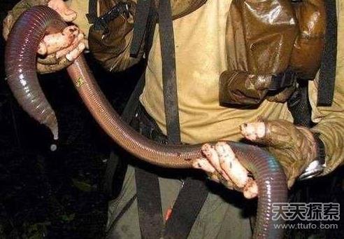 30种你绝对没见过的奇异动物 让人毛骨悚然