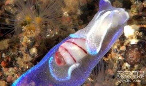 30种你绝对没见过的奇异动物 让人毛骨悚然