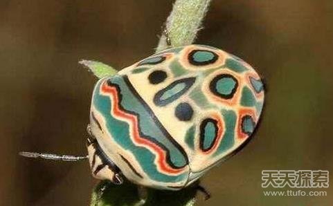 30种你绝对没见过的奇异动物 让人毛骨悚然