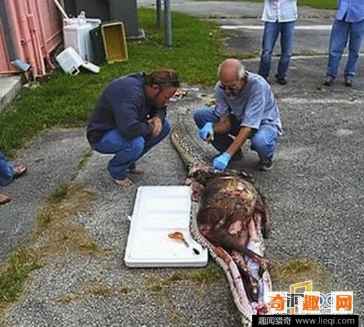 解剖女人肚子肠子内脏_刘涛性感_非主流美女性感照 ...