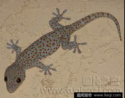 马来西亚现2.3米巨型壁虎 入泳池畅游吓坏游客