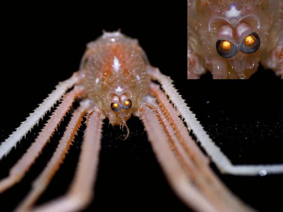 海底外星人？深海现罕见发光神秘生物