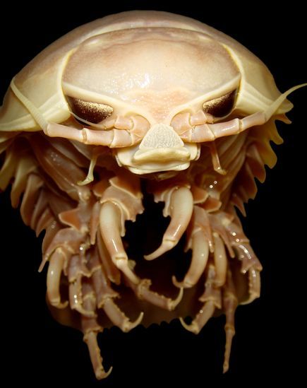 海底外星人？深海现罕见发光神秘生物