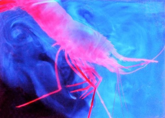 海底外星人？深海现罕见发光神秘生物