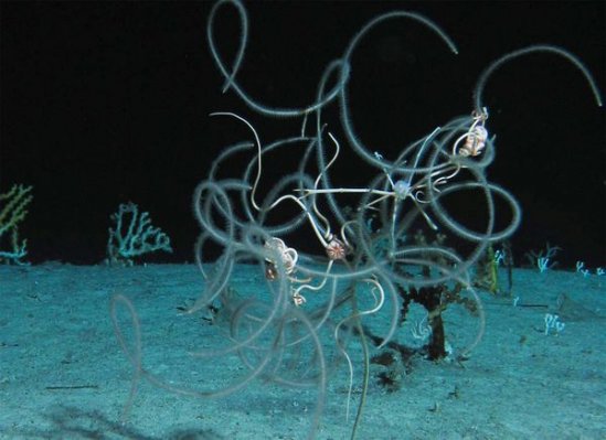 海底外星人？深海现罕见发光神秘生物