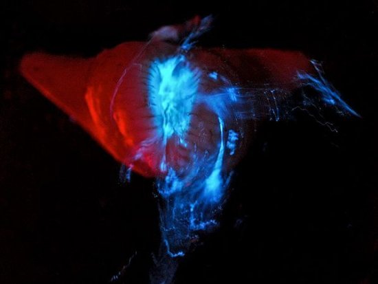海底外星人？深海现罕见发光神秘生物