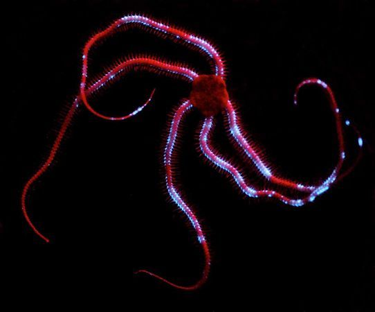 海底外星人？深海现罕见发光神秘生物