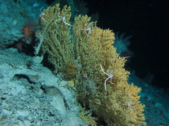海底外星人？深海现罕见发光神秘生物