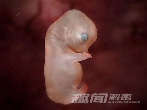 动物罕见胚胎照曝光:海豚宝宝子宫内微笑