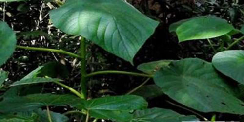 地球上5大最神秘恐怖的杀手植物 太可怕了
