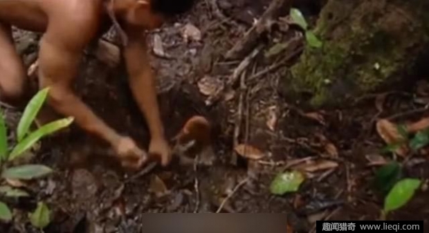 男子巧用一根树枝 捕捉神秘怪兽