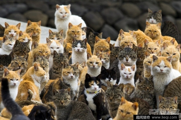 走近日本猫岛 岛上人口数量仅为猫的六分之一