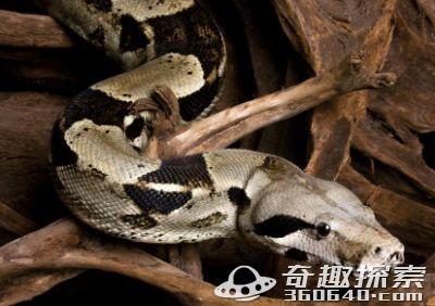 世界上最恐怖的宠物 越来越多人爱养蟒蛇(2)