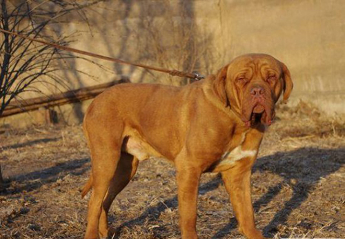 十大最凶猛的狗 排名第一的连主人都会被咬死