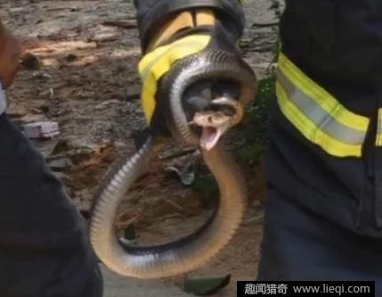 2条眼镜蛇在树下啪啪啪 吓得路人报警
