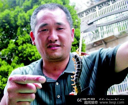震惊!福州惊现20厘米的蜈蚣王(4)