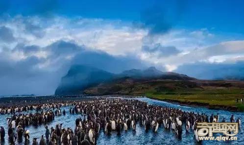 神秘又壮观的生命迁徙!太震撼!(1)