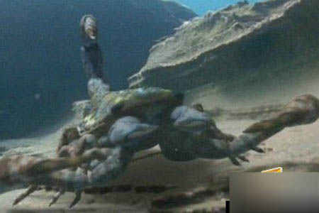 钓鱼竟钓出一条长着猪头的鱼(9)