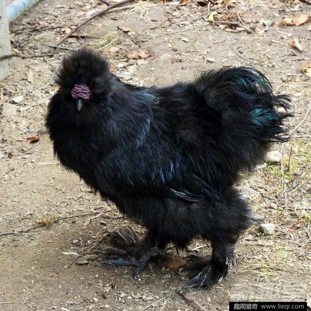 世界上11种最美黑鸡:丝羽乌骨鸡长5根脚趾(1)