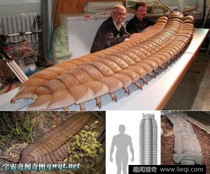 4米长巨型蜈蚣