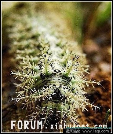 盘点世界上最毒的六种生物!触摸即死!(3)