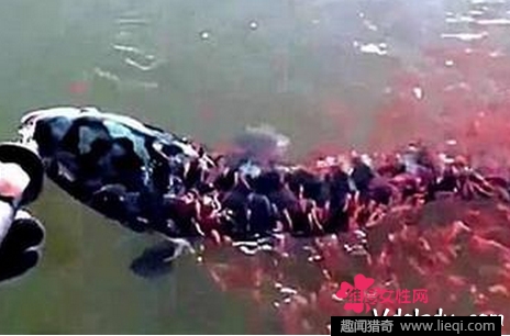 母蛇头鱼被钓起上千条红色小鱼相救(2)