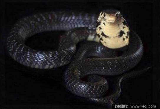 广西桂平深山挖出一条140岁金色蛇精(6)