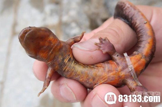 怪鱼中国火龙乱闯广西宝地(1)