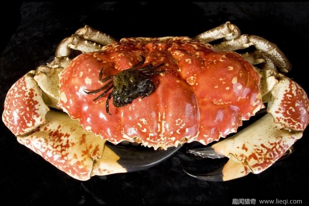 塔斯马尼亚巨型螃蟹﹕这才叫大螃蟹(3)
