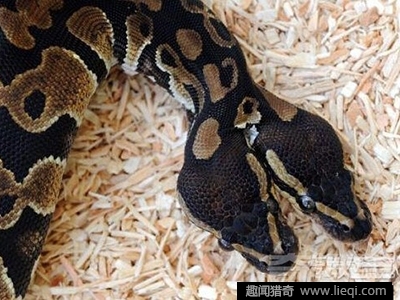 蛇是怎么走路的3d动画演示 eca86bd9dc5018a2954b4f.jpg