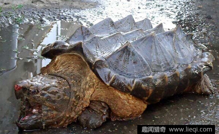 凶猛的鳄龟出现在俄罗斯河流 离鳄龟老家几千公里
