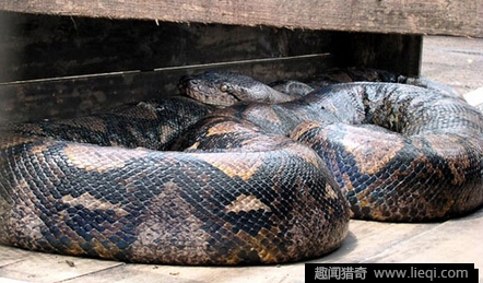 罕见巨型鸡蛋蛋中有蛋 重半斤比鹅蛋还要大(1