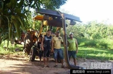 丛林现16米长巨蟒(2)