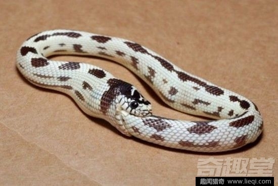 蛇是什么时候开始冬眠的 eca86bd9dc5018a29fc23d.jpg