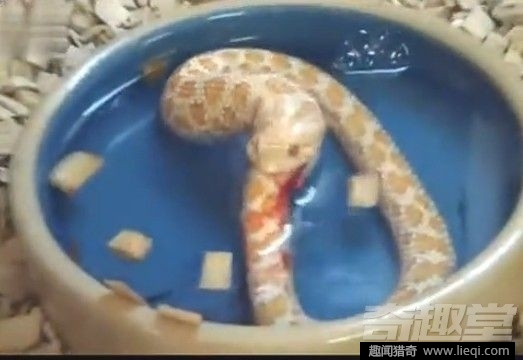 日本贪吃蛇饿极后将自己尾巴吃进肚里(3)