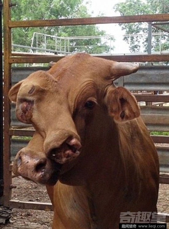 印度怪牛犊长5张嘴 被当地人膜拜