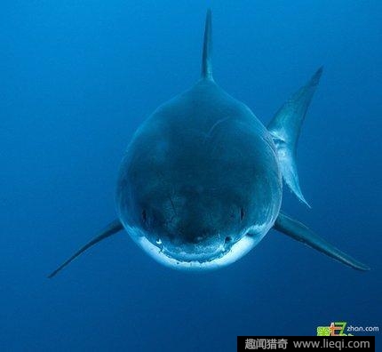 深海杀手不太冷:动物水下的表情