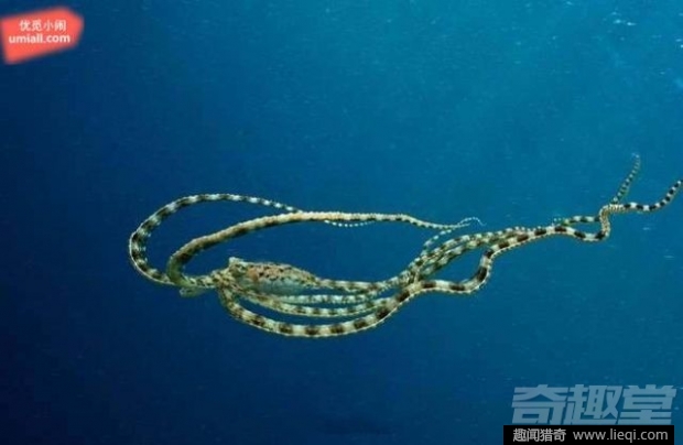 16种海底深处的神奇生物 鬼虾你见过吗？