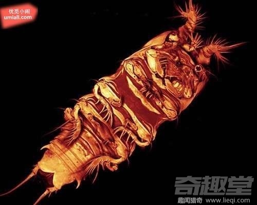 16种海底深处的神奇生物 鬼虾你见过吗？